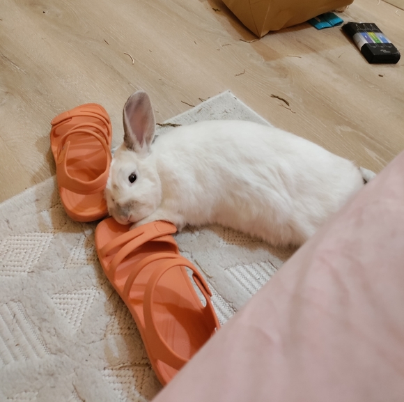 Meet your Posher, Emma - Picture 3 of 9